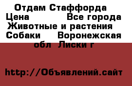 Отдам Стаффорда › Цена ­ 2 000 - Все города Животные и растения » Собаки   . Воронежская обл.,Лиски г.